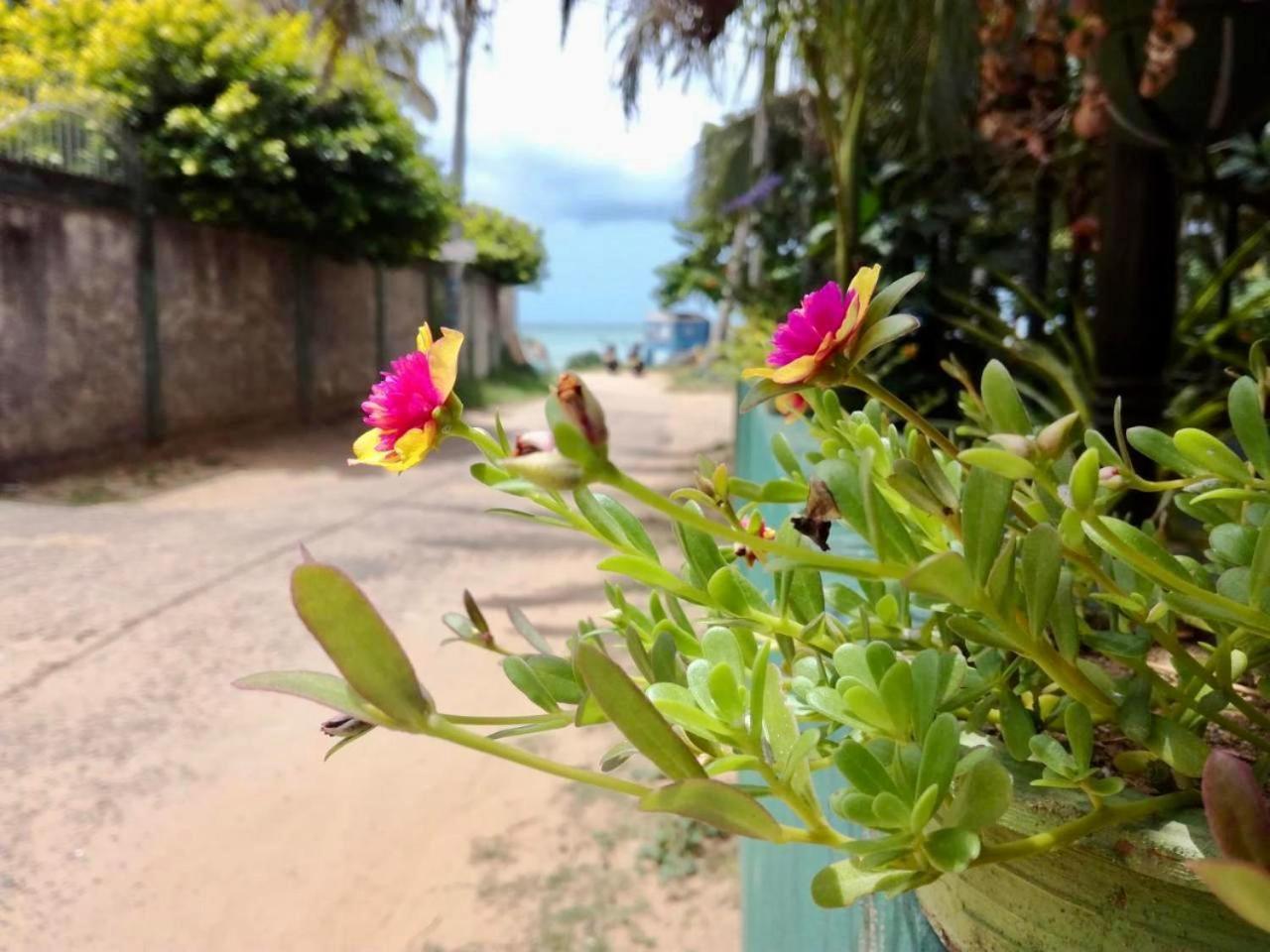 Sunrise Guest House & Restaurant Tangalle Extérieur photo